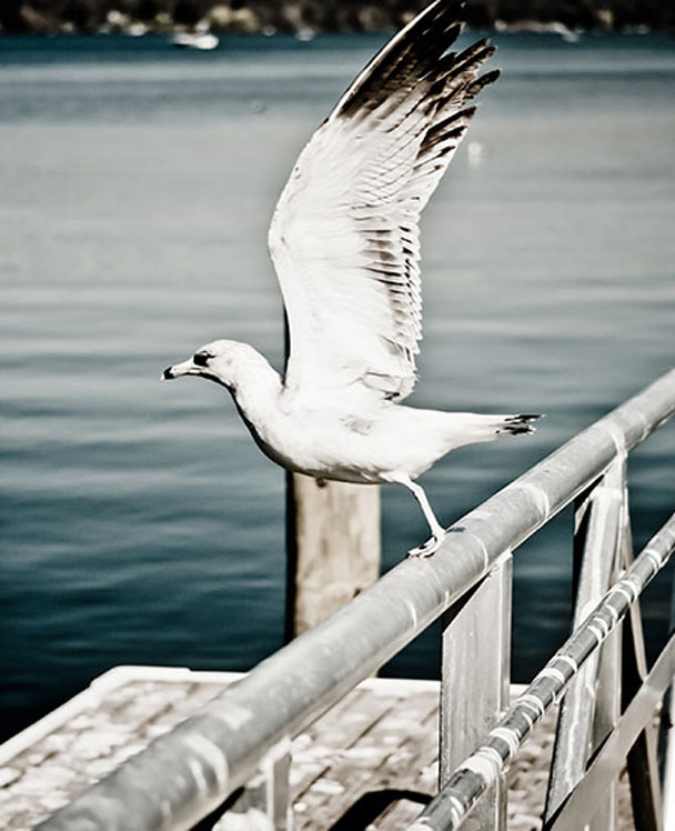 电话在线轰炸网页版